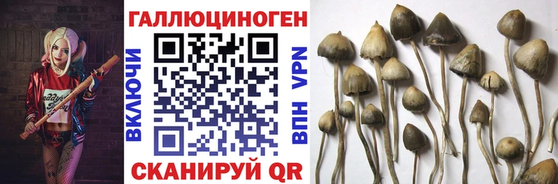 Галлюциногенные грибы прущие грибы как найти закладки Краснознаменск